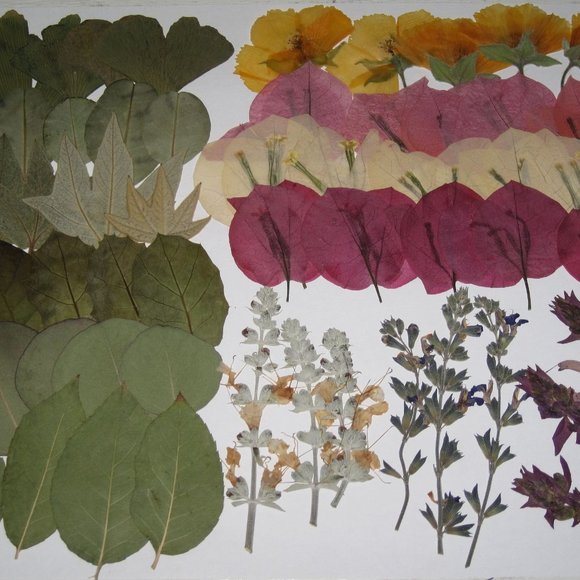 60 PCS Variety Pressed Flowers Leaves Leaf Hairy Indian Mallow Sage Bougainville - Picture 3 of 6